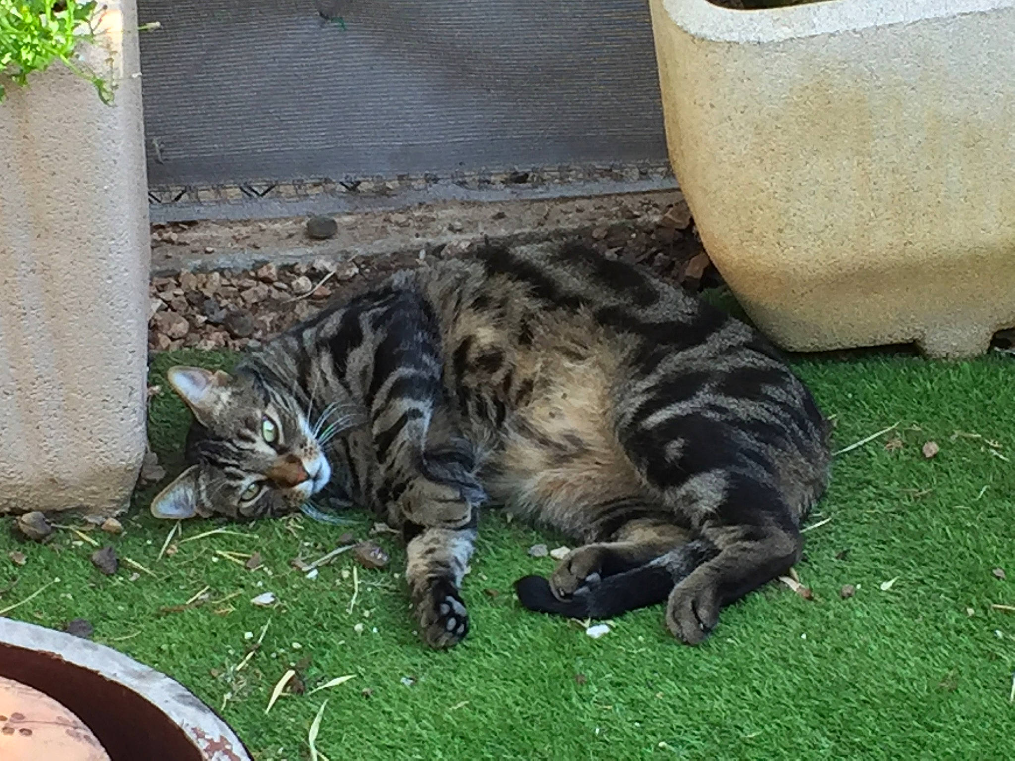Tigrou participe au concours pour gagner de l'argent avec cette photo : carnivore, cat, claw, domestic_short_haired_cat, felidae, fur, grass, groundcover, nap, paw, plant, small_to_medium_sized_cats, snout, tail, terrestrial_animal, whiskers, wildlife