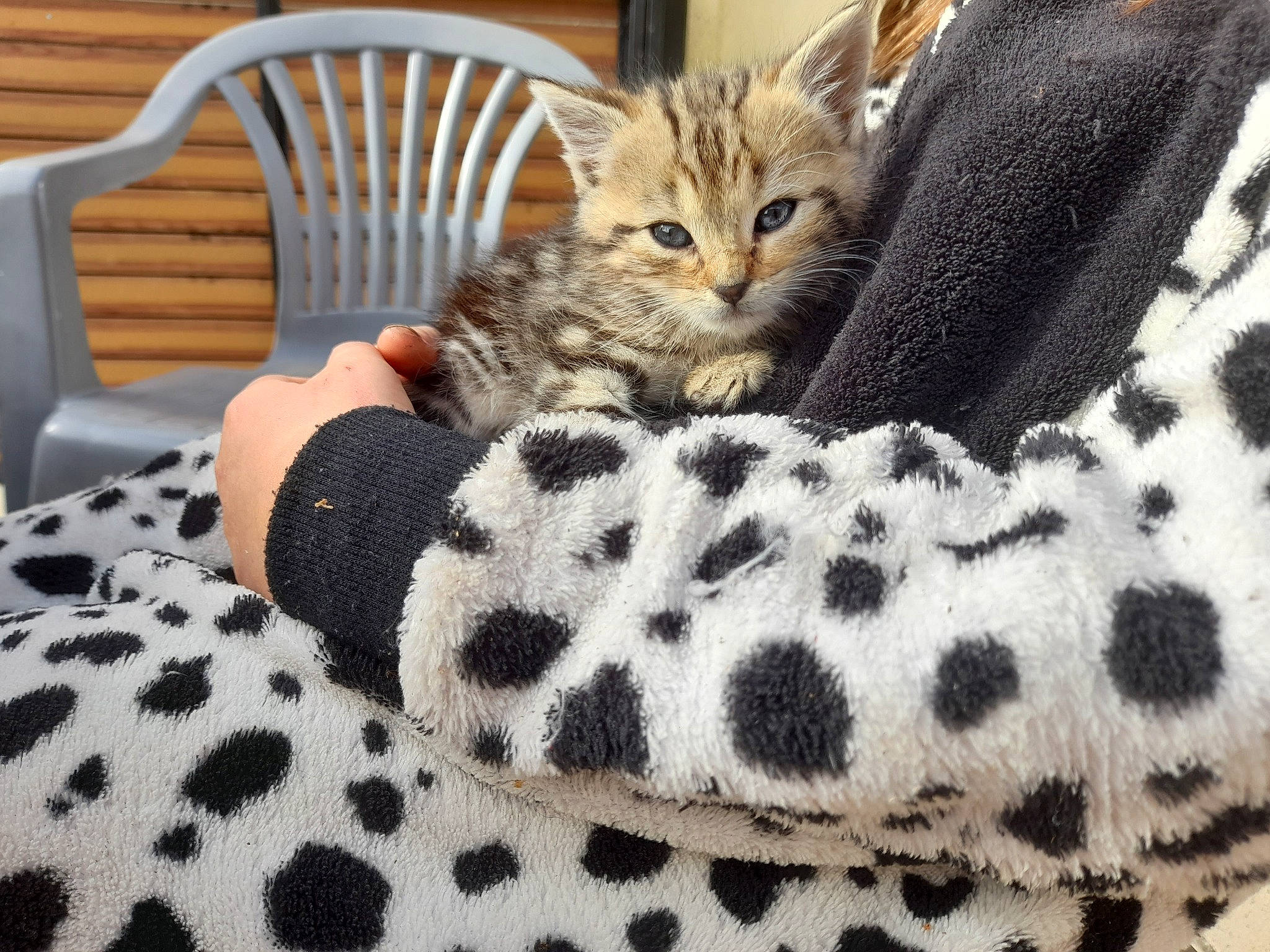 Kitty participe au concours pour gagner de l'argent avec cette photo : carnivore, cat, chair, comfort, domestic_short_haired_cat, fawn, felidae, fur, linens, mammal, military_camouflage, outdoor_furniture, pattern, small_to_medium_sized_cats, snout, stuffed_toy, terrestrial_animal, toy, whiskers, white