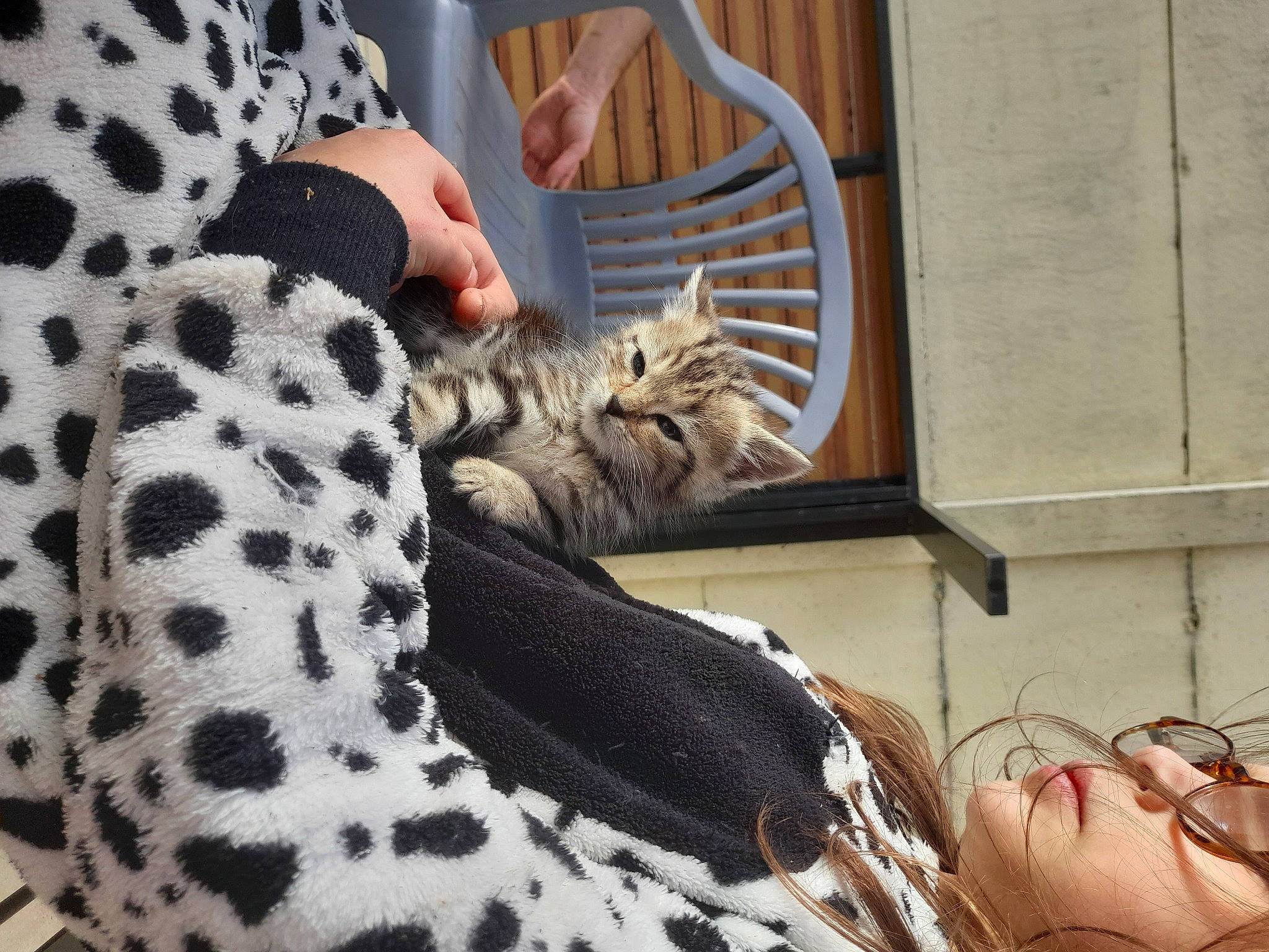 Kitty a rejoint le concours — aidez-le/la à gagner de superbes lots ! big_cats, carnivore, cat, comfort, domestic_short_haired_cat, fawn, felidae, foot, fur, human_leg, linens, military_camouflage, organ, pattern, small_to_medium_sized_cats, snout, tail, terrestrial_animal, whiskers, window