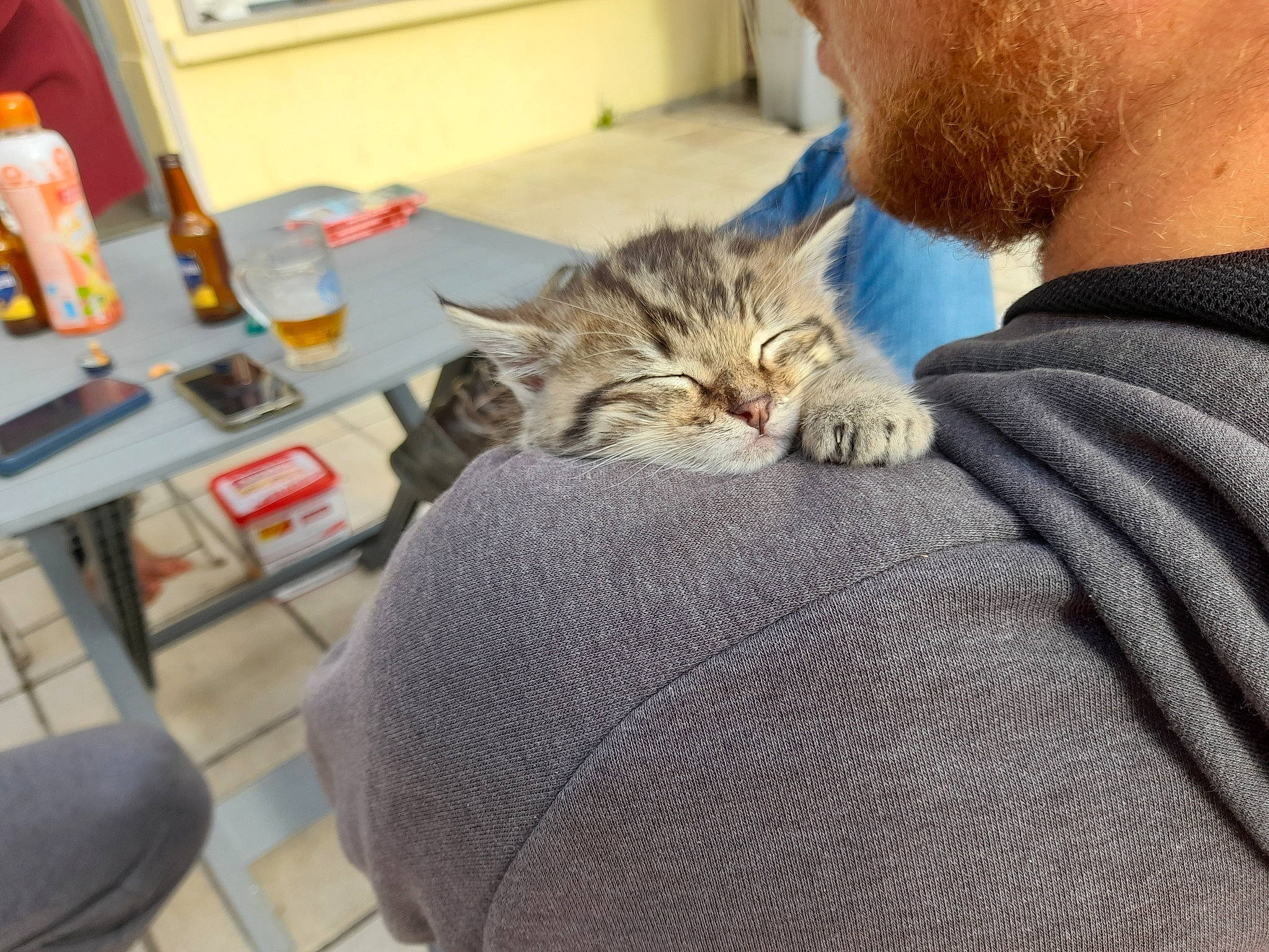 Kitty participe au concours pour gagner de l'argent avec cette photo : beard, carnivore, cat, chair, claw, comfort, domestic_short_haired_cat, felidae, fur, grey, mammal, nap, paw, sitting, sleep, small_to_medium_sized_cats, vertebrate, whiskers
