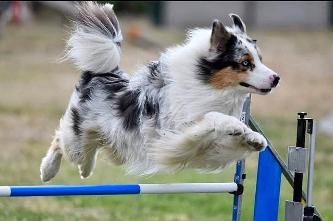 Lhotsé a rejoint le concours — aidez-le/la à gagner de superbes lots ! ancient_dog_breeds, animal_sports, canidae, carnivore, collar, companion_dog, dog, dog_agility, dog_breed, dog_sports, dog_supply, grass, herding_dog, hurdle, recreation, snout, sporting_group, sports, terrestrial_animal, working_dog