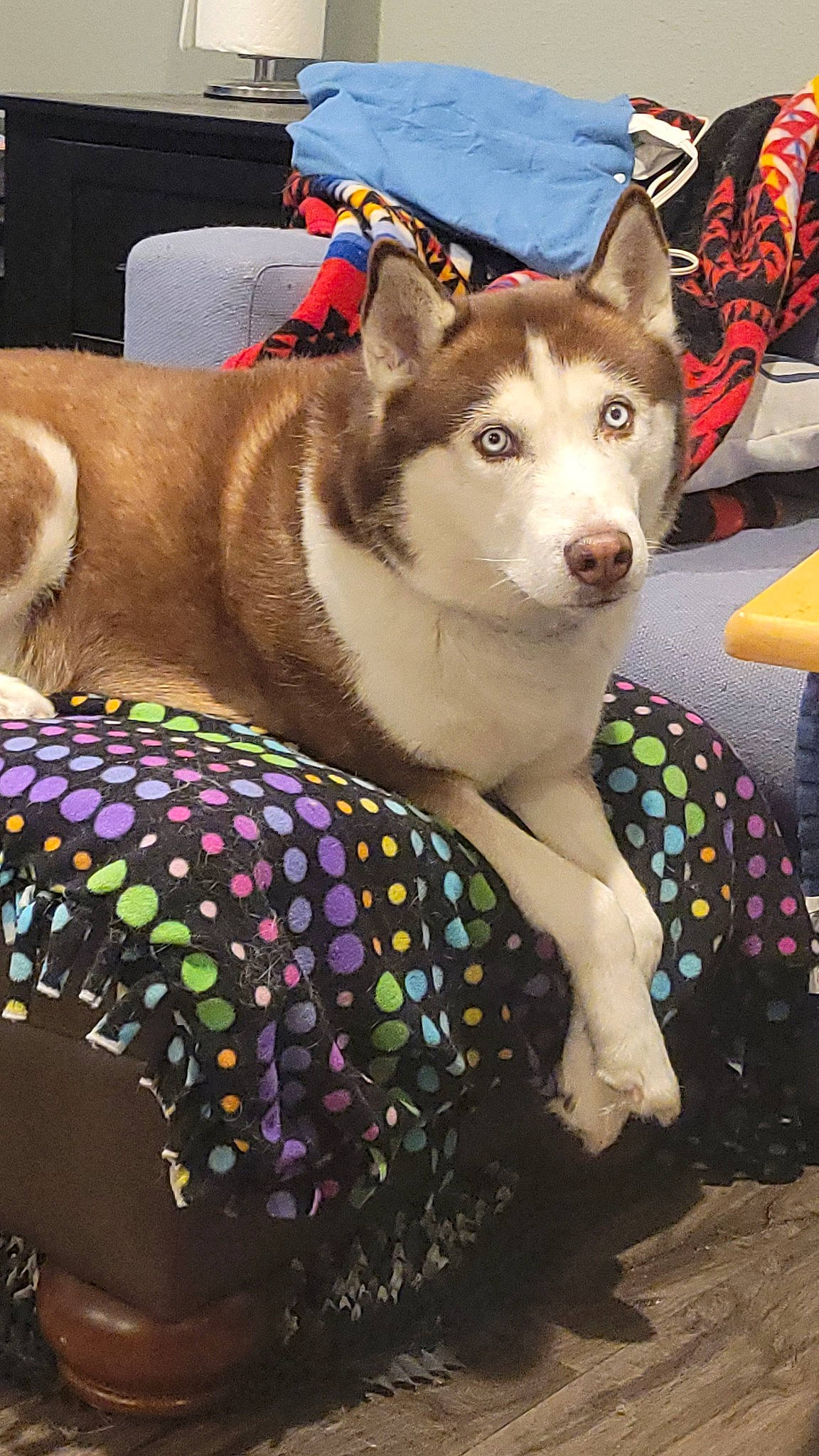 Theo joined the competition — help win amazing prizes! canidae, carnivore, collar, companion_dog, dog, dog_breed, dog_clothes, dog_supply, fashion_accessory, fawn, fur, leash, mammal, pattern, recreation, sled_dog, snout, sporting_group, vertebrate, working_animal