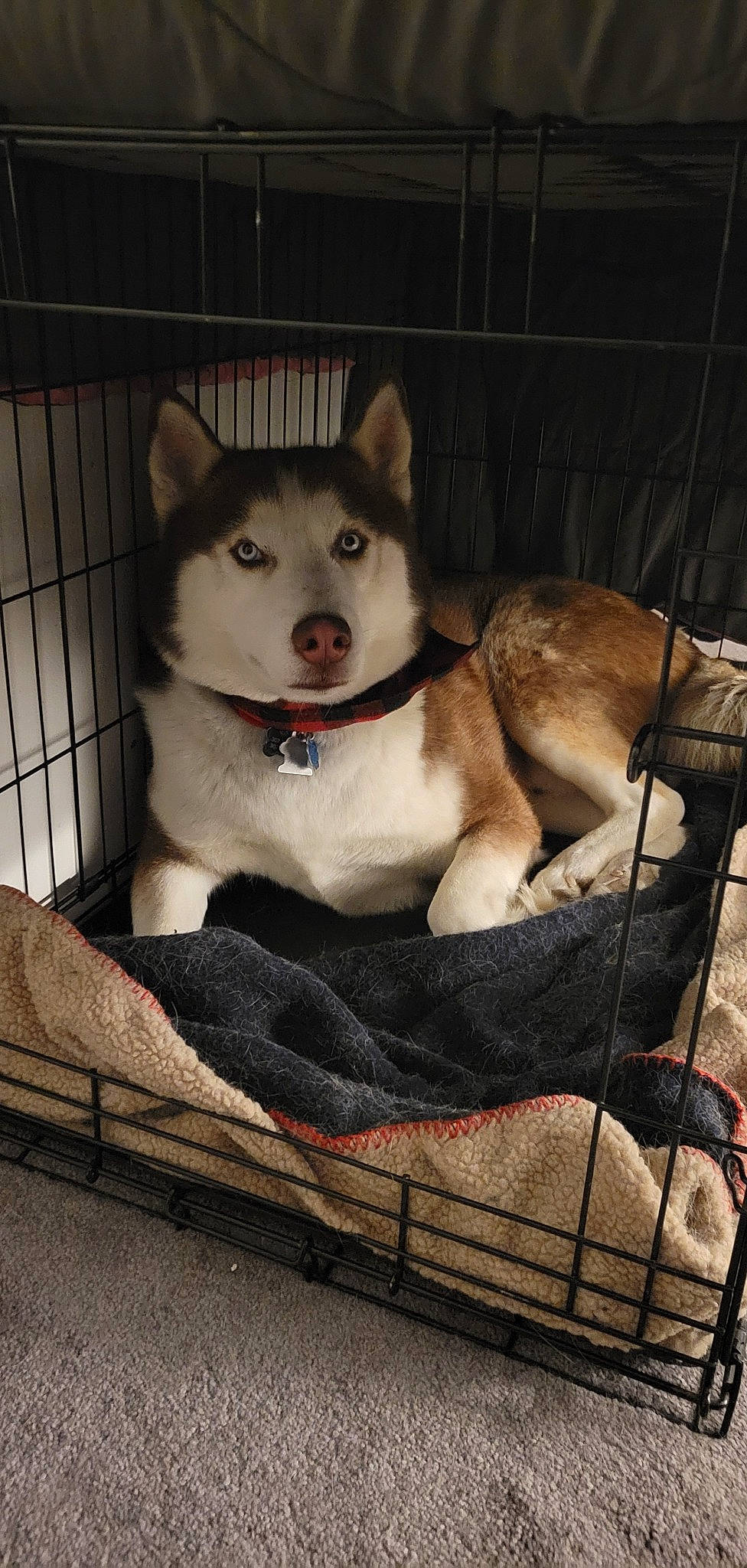 Theo is registered to the contest to win money with this photo: ancient_dog_breeds, animal_shelter, canidae, canis, carnivore, companion_dog, dog, dog_breed, fawn, fur, non_sporting_group, paw, sled_dog, snout, sporting_group, tail, terrestrial_animal, whiskers, wildlife, working_animal