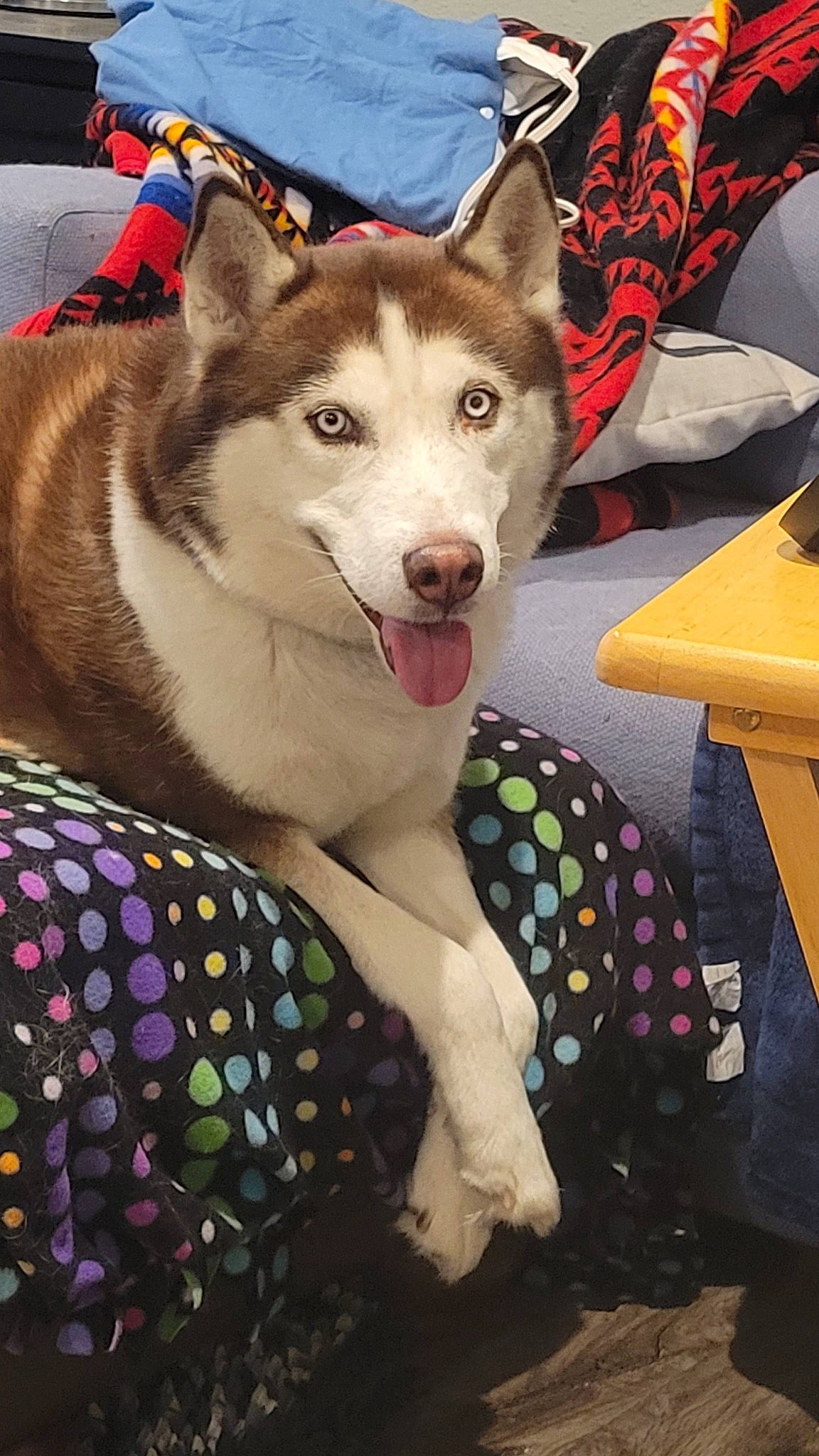 Theo joined the competition — help win amazing prizes! ancient_dog_breeds, canidae, canis, carnivore, collar, companion_dog, dog, dog_breed, fashion_accessory, fur, leash, non_sporting_group, pattern, recreation, siberian_husky, sled_dog, snout, wolf, working_animal, working_dog