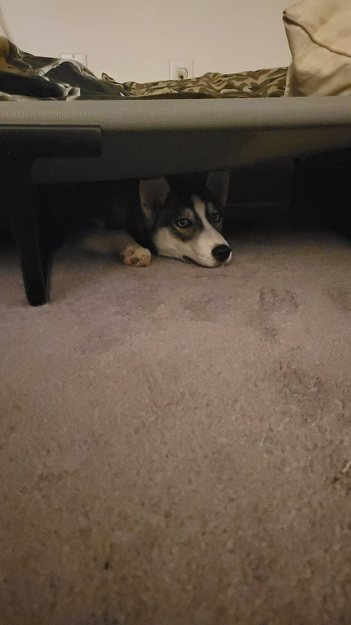 Timber joined the competition — help win amazing prizes! asphalt, canidae, carnivore, comfort, companion_dog, dog, dog_breed, floor, flooring, foot, fur, hardwood, paw, road_surface, room, snout, sporting_group, tints_and_shades, whiskers, wood