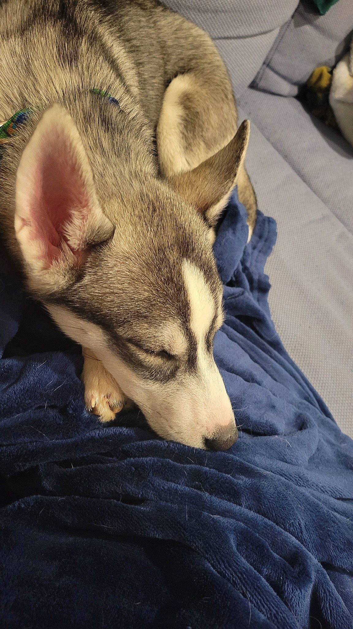 Timber joined the competition — help win amazing prizes! canidae, carnivore, comfort, companion_dog, dog, dog_breed, ear, fawn, fur, jaw, nap, non_sporting_group, paw, sleep, snout, terrestrial_animal, whiskers, wildlife