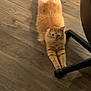 Loki joined the competition — help win amazing prizes! cat, orange_cat, stretching, floor, wood_floor, feline, pet, indoor, animal, chair_wheel, curious, fluffy, tabby, mammal, whiskers, paws, fur, domestic_cat, home, relaxed
