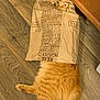 Loki is registered to the contest to win money with this photo: cat, orange_cat, paper_bag, floor, wood_floor, curious, pet, indoor, feline, playful, hiding, fur, tabby, animal, domestic_cat, brown_paper, wide_eyes, head_peeking, cabinet, corner