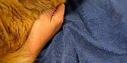 Loki joined the competition — help win amazing prizes! cat, orange_tabby, hand, blanket, indoor, pet, feline, cozy, fur, comfort, resting, closeup, animal, domestic, cute, whiskers, relaxed, bed, soft, warm