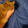 cat, orange_tabby, hand, blanket, indoor, pet, feline, cozy, fur, comfort, resting, closeup, animal, domestic, cute, whiskers, relaxed, bed, soft, warm