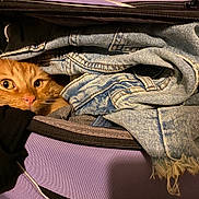 Loki joined the competition — help win amazing prizes! cat, orange_cat, denim, jeans, clothing, suitcase, fabric, pet, animal, fur, curious, indoor, closeup, textile, zipper, travel, hidden, cute, soft, resting