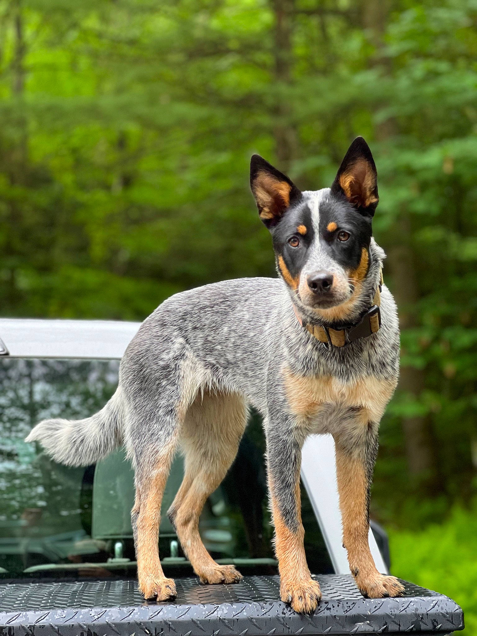 Sky joined the competition — help win amazing prizes! balance, canidae, carnivore, companion_dog, dog, dog_breed, sporting_group, terrestrial_animal, working_dog