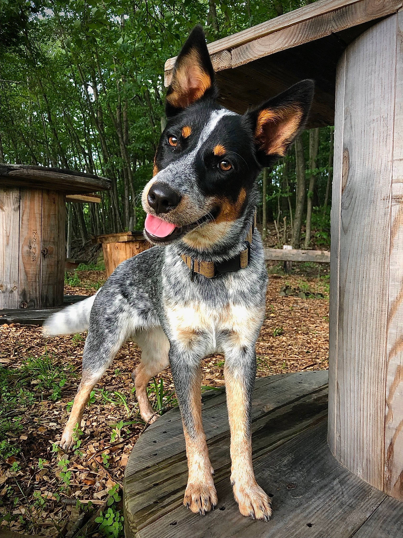 Sky is registered to the contest to win money with this photo: canidae, carnivore, collar, companion_dog, dog, dog_breed, herding_dog, hunting_dog, plant, snout, sporting_group, texas_heeler, tree, wood, working_animal, working_dog