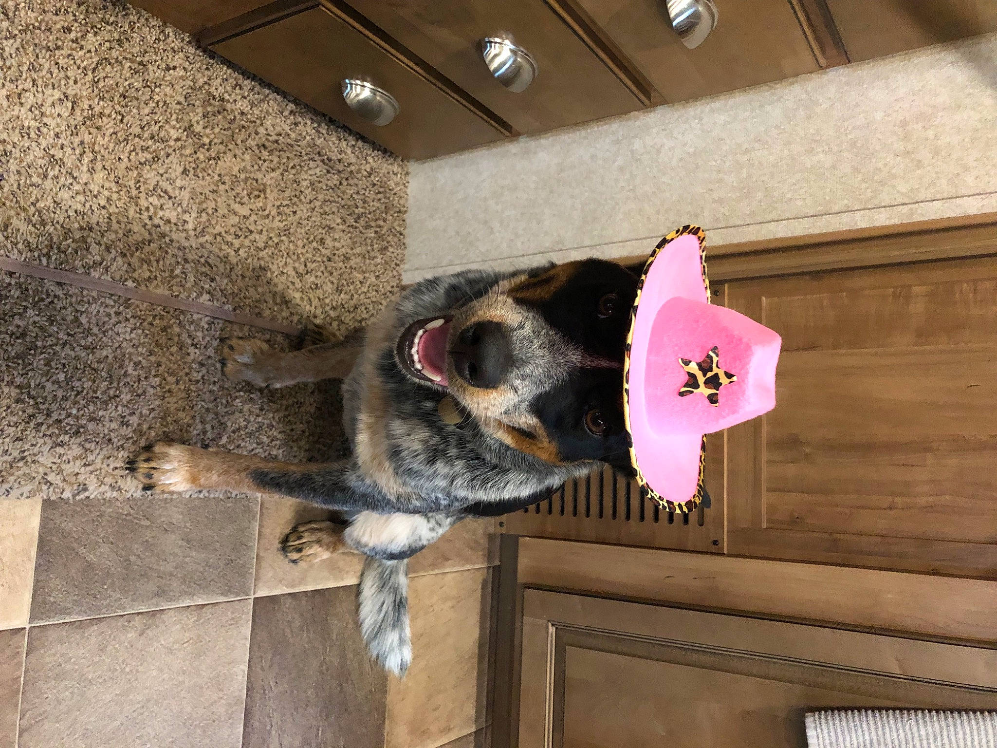 Sky joined the competition — help win amazing prizes! building, canidae, carmine, carnivore, ceiling, dog_breed, flooring, fur, hardwood, house, magenta, room, snout, sporting_group, tail, tree, window, wood, working_animal