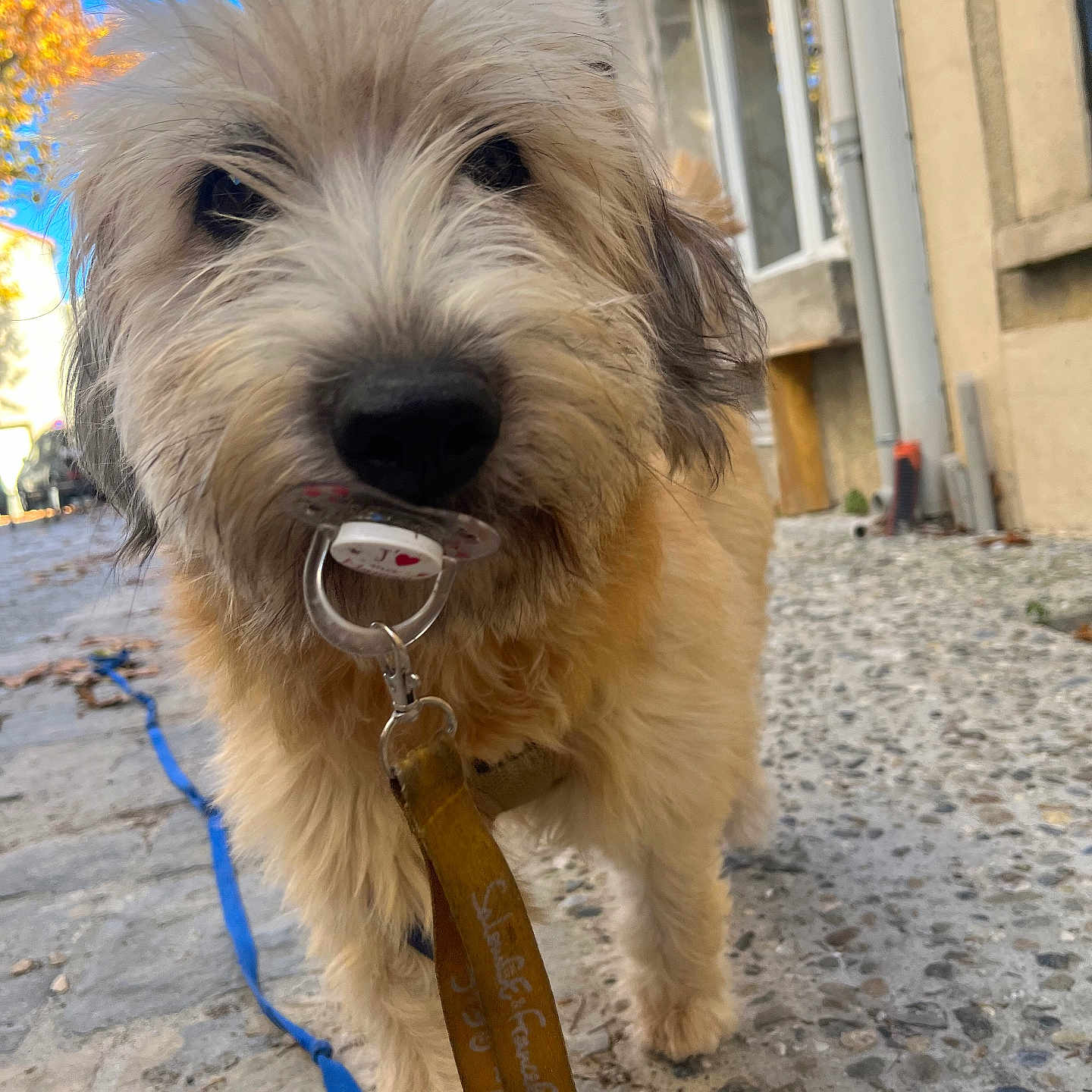 Upette a rejoint le concours — aidez-le/la à gagner de superbes lots ! accessories, airedale, animal, canine, collar, dog, flagstone, hound, leash, path, pet, poodle, puppy, road, sidewalk, slate, strap, terrier, walkway, whitedog