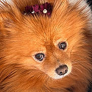 Baby is registered to the contest to win money with this photo: dog, pomeranian, fluffy, pet, animal, brown_fur, pink_blanket, purple_flower, accessory, cozy, bed, leopard_print, paw, cute, indoor, close_up, fur, small_dog, resting, looking_up