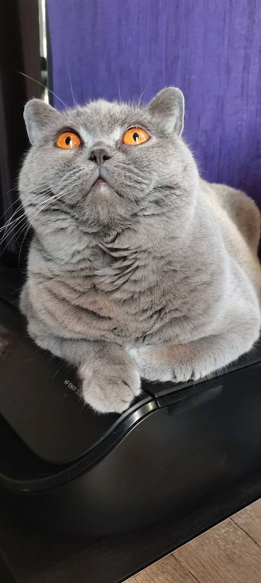 Nina a rejoint le concours — aidez-le/la à gagner de superbes lots ! abyssinian, angora, animal, cat, computer, computerhardware, electronics, gray, hardware, hardwood, indoors, kitten, laptop, manx, pc, person, pet, sleeping, snout, wood