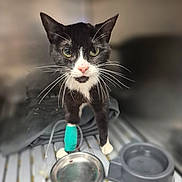 Grâce participe au concours pour gagner de l'argent avec cette photo : cat, black_and_white, bandage, pet, animal, indoor, food_bowl, water_bowl, medical, recovery, whiskers, close_up, pet_care, feline, hospital, front_leg, focused, pink_nose, looking, sitting