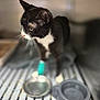cat, black_and_white, bandage, pet, animal, bowl, food_bowl, water_bowl, grid_surface, indoor, blurred_background, feline, whiskers, ears, paws, standing, side_view, curious, domestic_animal, shelter