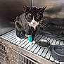 cat, black_and_white, bandage, veterinary_cage, metal_cage, food_bowl, water_bowl, blanket, indoor, animal, pet, hospital, medical, curious, green_eyes, whiskers, front_leg, looking, close_up, feline