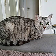 Léo participe au concours pour gagner de l'argent avec cette photo : cat, gray_tabby, green_eyes, indoor, couch, furniture, tail, pet, animal, resting, domestic_cat, striped_fur, whiskers, ears, face, looking, cozy, home, curled_up, relaxed