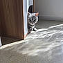 Léo a rejoint le concours — aidez-le/la à gagner de superbes lots ! animal, cabinet, cat, cozy, curious, daylight, feline, floor, indoor, paws, peeking, pet, playful, quiet, resting, shadow, sunlight, tabby, wall, wooden