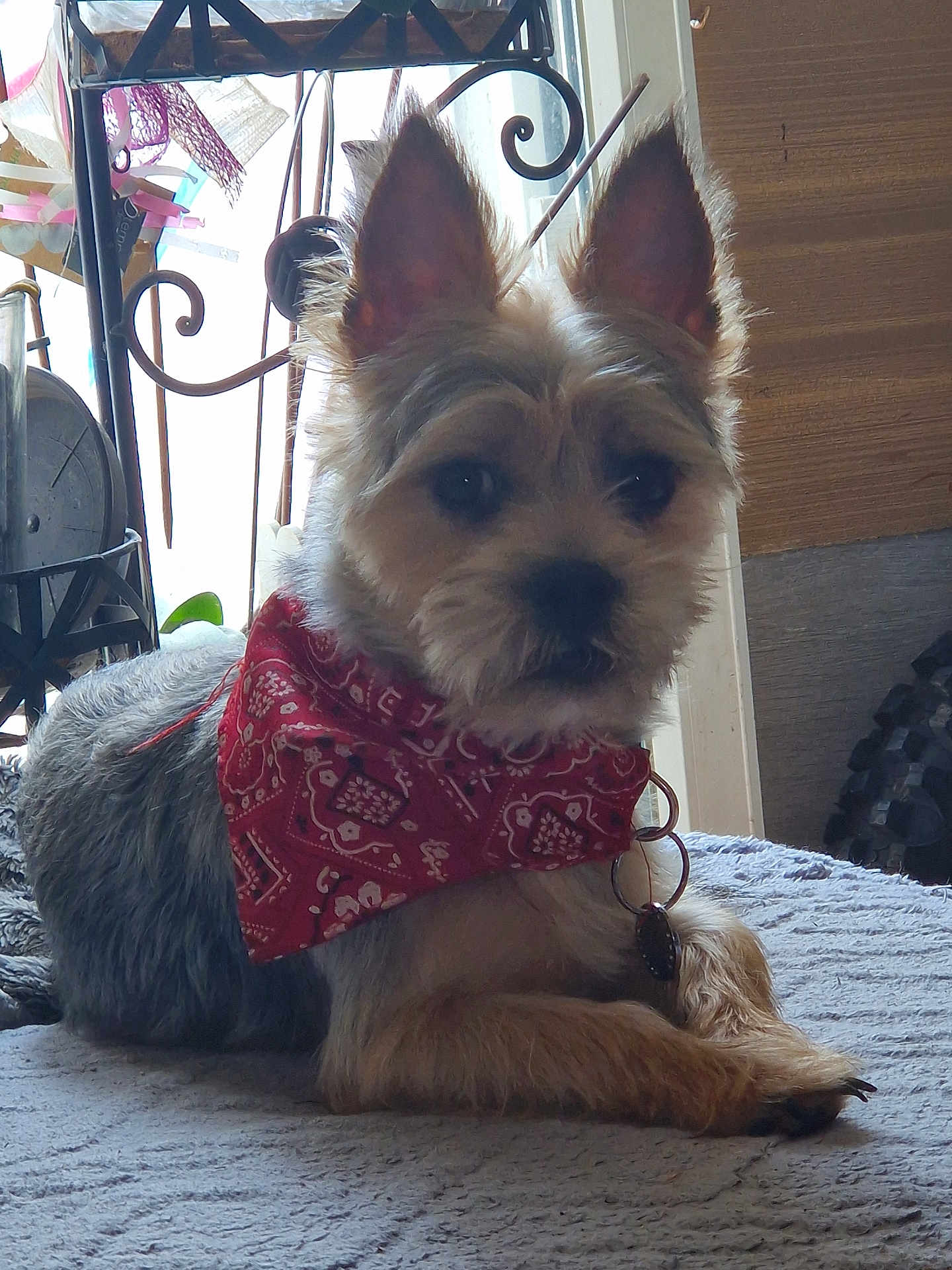Taz