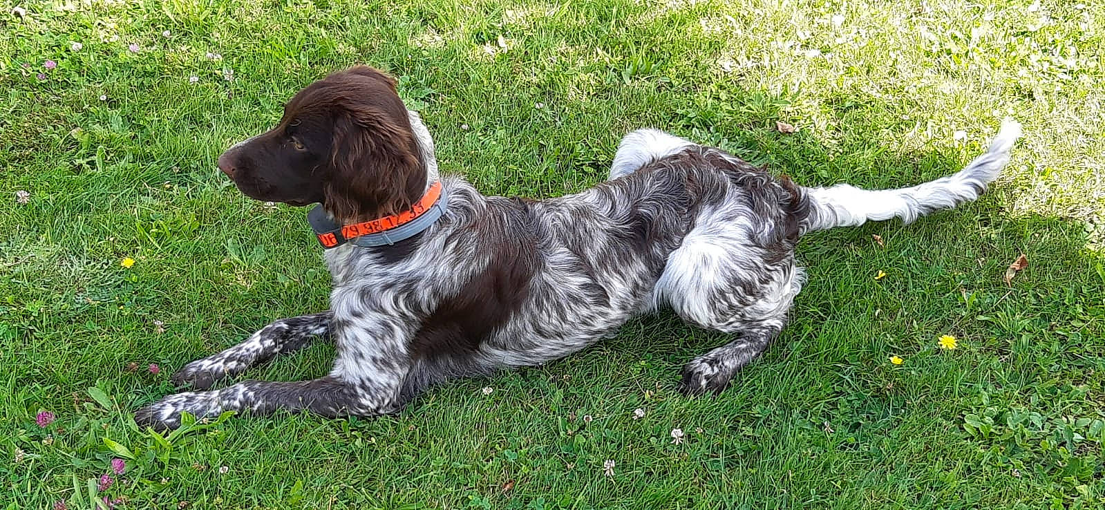 Stella participe au concours pour gagner de l'argent avec cette photo : canidae, carnivore, collar, companion_dog, dog, dog_breed, dog_collar, dog_supply, grass, gun_dog, liver, plant, pointing_breed, snout, spaniel, sporting_group, tail, terrier, water_dog, working_animal