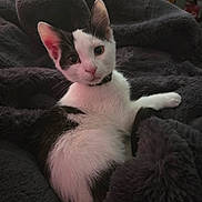 Aries is registered to the contest to win money with this photo: animal, black_and_white, cat, collar, cozy, cute, ears, feline, fluffy_blanket, fur, home, indoor, kitten, looking, pet, portrait, resting, soft_texture, whiskers, young