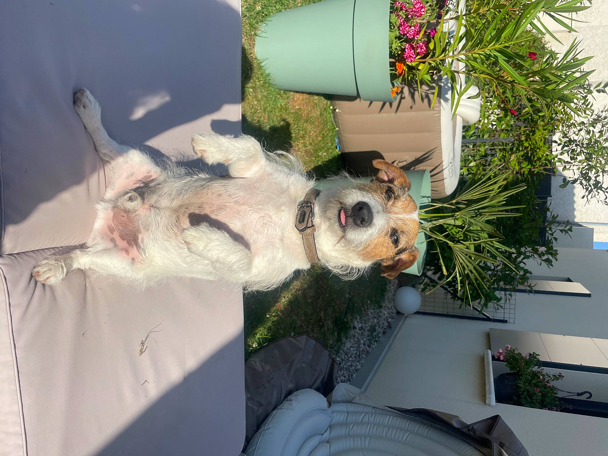 Malow a rejoint le concours — aidez-le/la à gagner de superbes lots ! auto_part, canidae, collar, companion_dog, cut_flowers, dog, dog_breed, event, floral_design, floristry, flower_arranging, flowerpot, fur, grass, herb, houseplant, plant, snout, sporting_group, working_animal