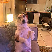 Malow a rejoint le concours — aidez-le/la à gagner de superbes lots ! animal, brown, cat, chair, couch, cozy, curious, dog, domestic, furniture, home, household, indoor, kitchen, lamp, living_room, pet, relaxed, tile_floor, white