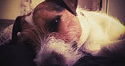 Malow participe au concours pour gagner de l'argent avec cette photo : dog, dog_breed, dog_like_mammal, ear, fur, nose, paw, puppy, puppy_love, snout, whiskers