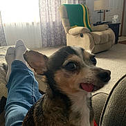 Bill is registered to the contest to win money with this photo: blanket, carpet, couch, cozy, curtains, dog, door, furniture, indoor, jeans, lamp, living_room, mirror, person, pet, recliner, relaxing, socks, tongue_out, window