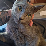Storm is registered to the contest to win money with this photo: cat, gray_cat, pet, animal, closeup, whiskers, yellow_eyes, fur, tattooed_arm, indoor, hand, curious, cute, domestic_cat, feline, portrait, looking_at_camera, soft_fur, relaxed, companion