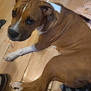 Lewi joined the competition — help win amazing prizes! dog, brown, white, floor, wooden_floor, laying_down, pet, indoor, looking_up, canine, animal, fur, ears, paws, curious, expression, household, blanket, shoe, closeup