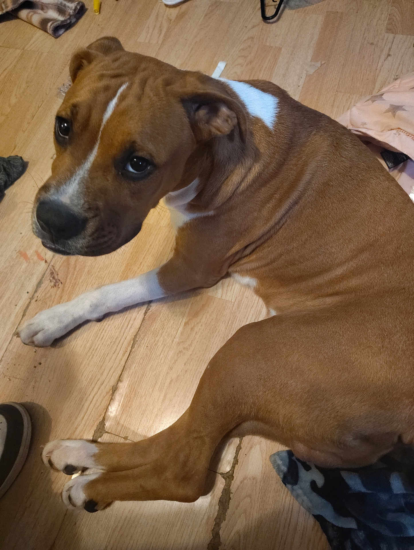 Lewi