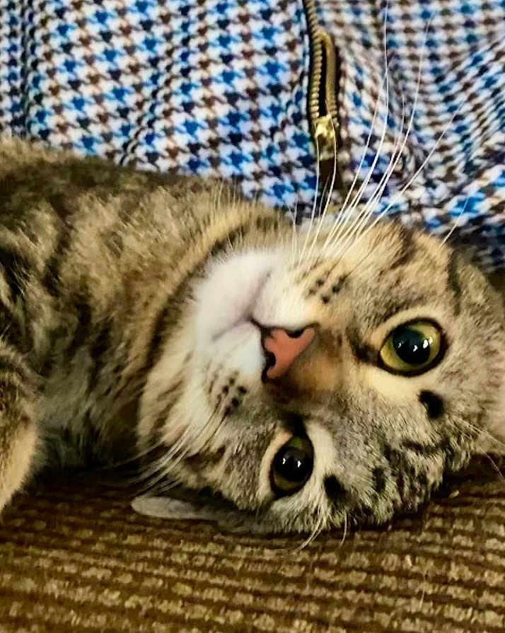 Baxter Doodles is registered to the contest to win money with this photo: cat, tabby_cat, close_up, whiskers, lying_down, relaxed, pet, animal, feline, indoor, texture, pattern, fabric, zipper, brown, gray, green_eyes, fur, cute, portrait