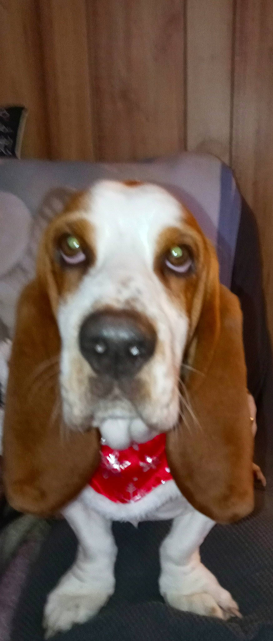 Zinger is registered to the contest to win money with this photo: canidae, carnivore, collar, companion_dog, dog, dog_breed, dog_clothes, dog_collar, dog_supply, fawn, fur, hound, liver, pet_supply, scent_hound, snout, sporting_group, toy, whiskers, working_animal