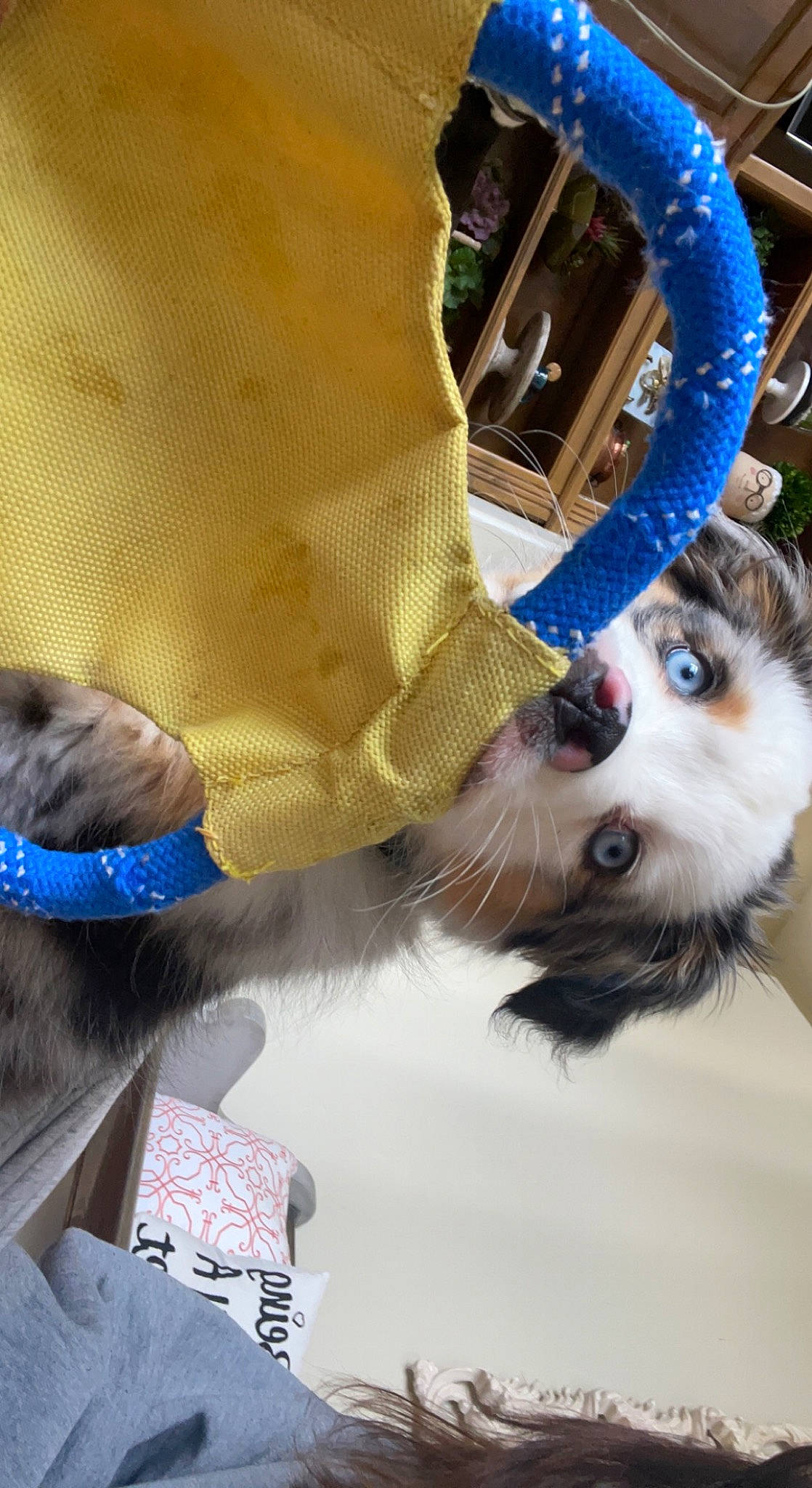 Flynn Ryder joined the competition — help win amazing prizes! canidae, carnivore, companion_dog, dog, dog_breed, dog_supply, electric_blue, eyewear, fashion_accessory, fawn, fun, fur, headgear, leash, personal_protective_equipment, snout, sporting_group, textile, toy_dog, whiskers