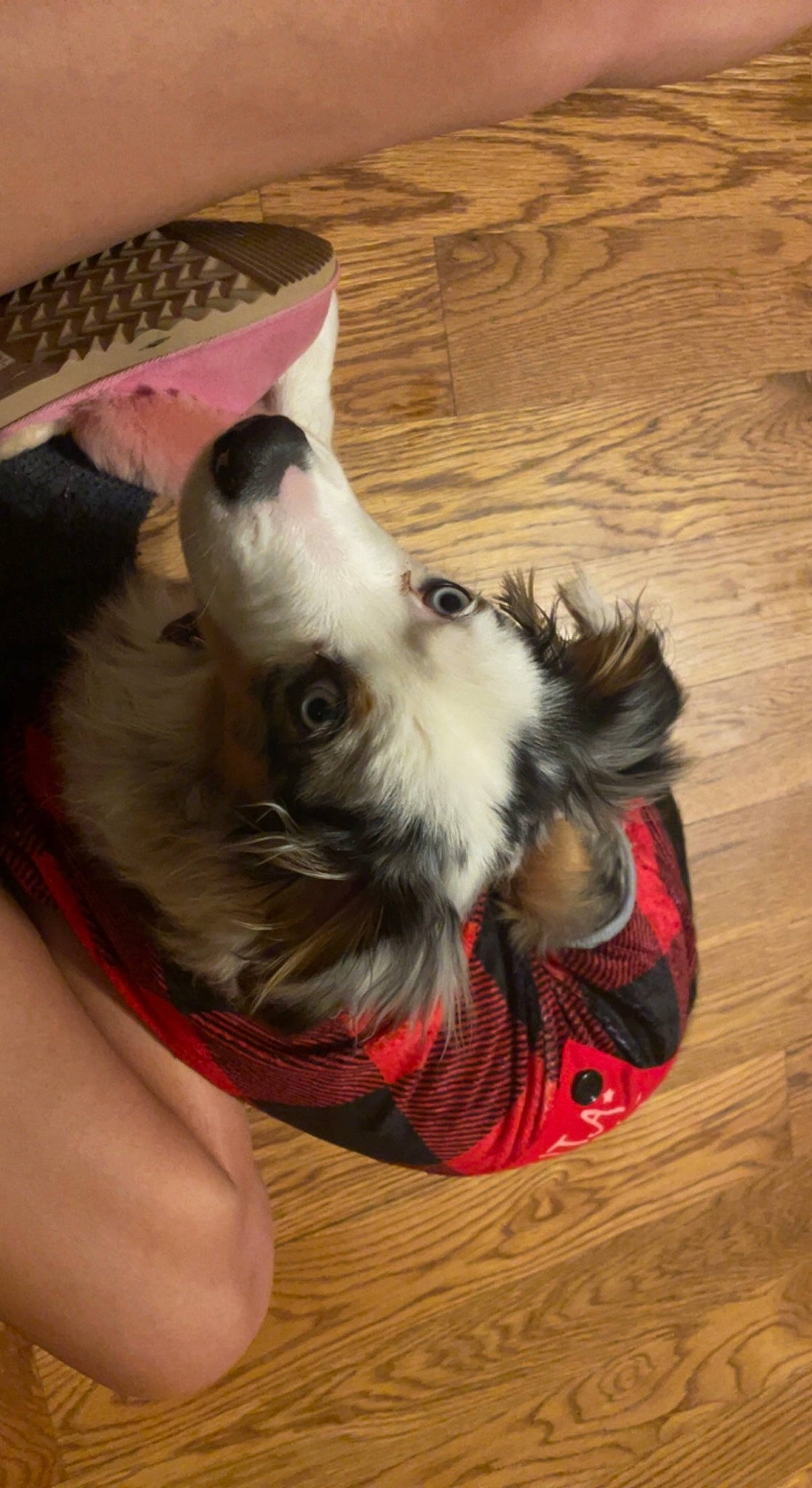 Flynn Ryder joined the competition — help win amazing prizes! canidae, carnivore, companion_dog, dog, dog_breed, dog_clothes, dog_supply, ear, fawn, flooring, fur, hardwood, paw, small_terrier, snout, sporting_group, toy_dog, whiskers, wood, wood_stain
