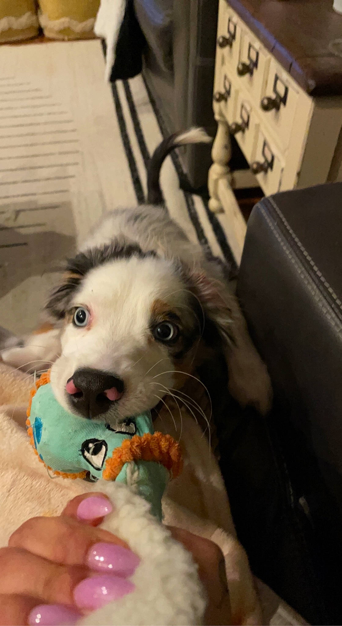 Flynn Ryder joined the competition — help win amazing prizes! ball, canidae, carnivore, comfort, companion_dog, dog, dog_breed, dog_supply, fur, nail, paw, puppy_love, siberian_husky, sled_dog, snout, toy, toy_dog, whiskers, working_animal, working_dog