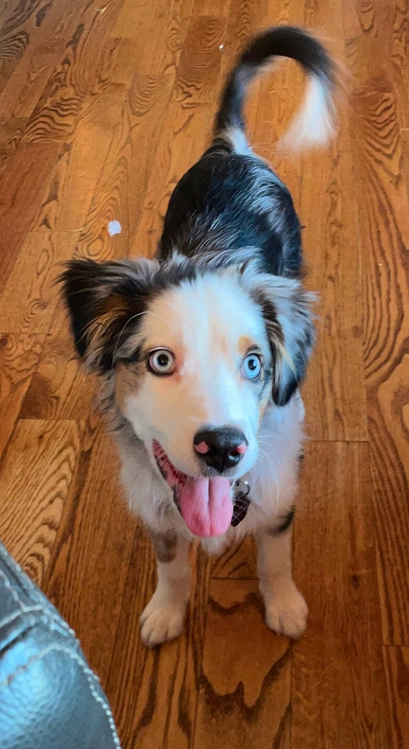Flynn Ryder joined the competition — help win amazing prizes! carnivore, companion_dog, dog, dog_breed, flooring, fur, hardwood, herding_dog, sporting_group, terrestrial_animal, whiskers, wood, working_dog