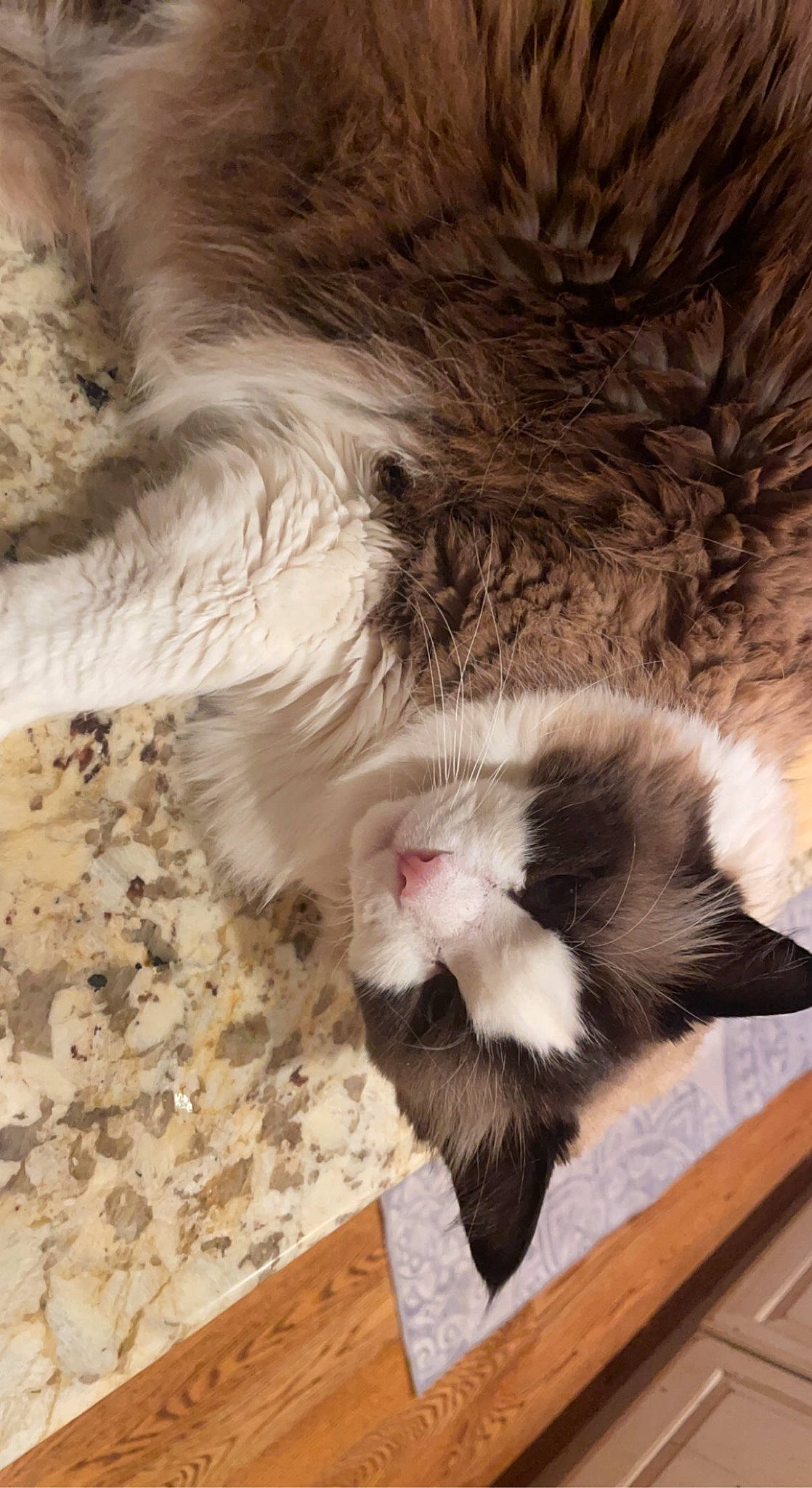 Oliver Jo is registered to the contest to win money with this photo: carnivore, cat, claw, comfort, domestic_short_haired_cat, felidae, flooring, foot, fur, hardwood, nap, paw, plank, sleep, small_to_medium_sized_cats, snout, tail, terrestrial_animal, whiskers, wood