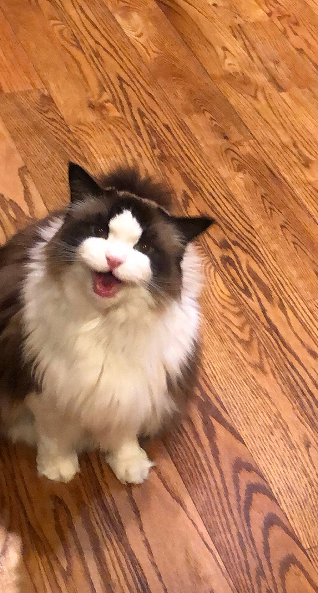 Oliver Jo joined the competition — help win amazing prizes! carnivore, cat, companion_dog, fang, felidae, flooring, foot, fur, hardwood, paw, plank, small_to_medium_sized_cats, snout, tail, terrestrial_animal, varnish, whiskers, wood, wood_flooring, wood_stain
