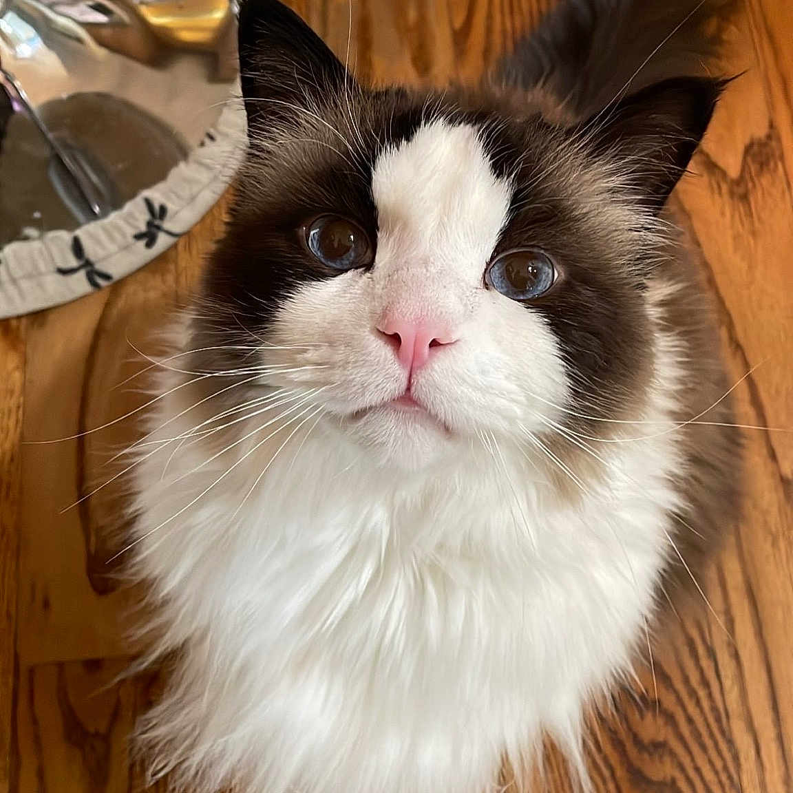 Oliver Jo