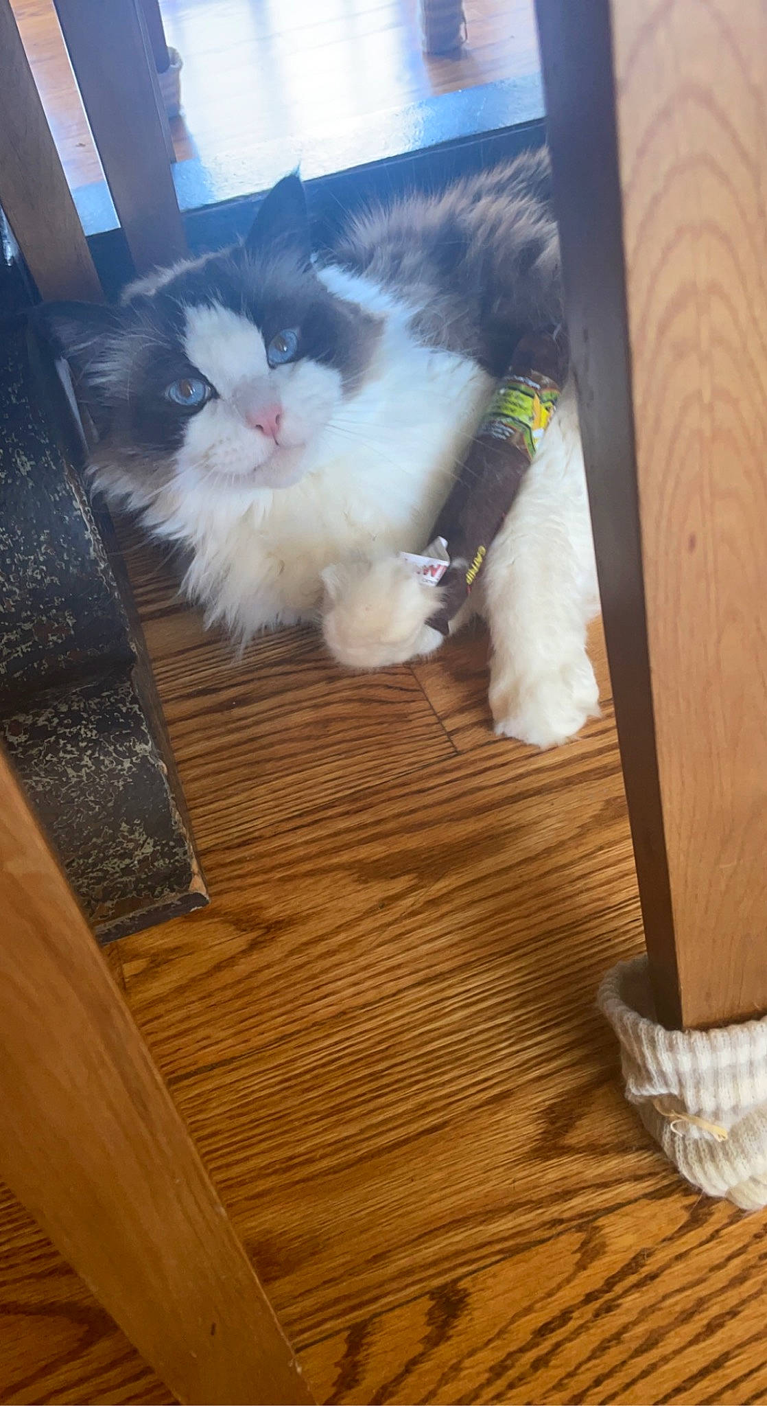 Oliver Jo is registered to the contest to win money with this photo: carnivore, cat, companion_dog, fawn, felidae, floor, flooring, fur, hardwood, laminate_flooring, plank, plywood, room, small_to_medium_sized_cats, tail, varnish, whiskers, wood, wood_flooring, wood_stain