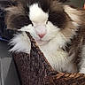 Oliver Jo joined the competition — help win amazing prizes! basket, box, cardboard, carnivore, cat, claw, comfort, domestic_short_haired_cat, felidae, fur, lap, nap, packaging_and_labeling, paw, sitting, small_to_medium_sized_cats, snout, tail, whiskers, wood