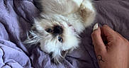 Blue is registered to the contest to win money with this photo: cat, fluffy, pet, bed, blanket, purple, hand, tattoo, nail_polish, cozy, cute, animal, fur, relaxing, indoor, soft, lying_down, looking_up, domestic, feline