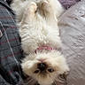 Blue is registered to the contest to win money with this photo: cat, fluffy, upside_down, bed, blanket, pillow, pink_collar, cute, pet, fur, indoor, relaxed, animal, whiskers, small_paws, blue_eyes, resting, cozy, domestic, feline