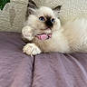 kitten, cat, blue_eyes, pink_collar, fluffy, purple_blanket, indoor, curious, pet, animal, feline, resting, close_up, soft_fur, cute, domestic_cat, wall_texture, leaf, young, relaxed